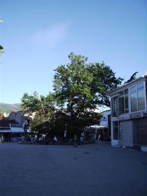 de Tovenaar De oude plataan in Ohrid
